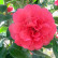 Camellia japonica ‘Kramer’s Supreme‘ - 50-60