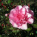 Camellia reticulata ‘Mary Williams’ - 60-70