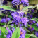 Caryopteris clandonensis Grand Bleu ® - 25-30