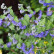 Caryopteris clandonensis ‘Heavenly Blue‘ - 25-30