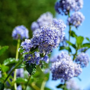 Ceanothus impressus ‘Victoria’ - 30-40