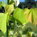 Cercis canadensis ‘Hearts of Gold’ - 80-100