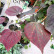Cercis canadensis ‘Ruby Falls’ - 125-150