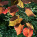 Cercis canadensis ‘Forest Pansy’ - 100-125