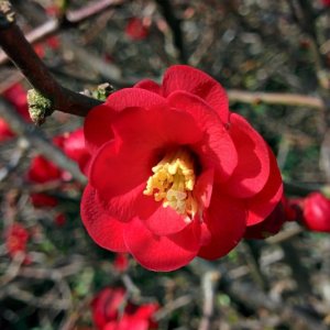 Chaenomeles superba ‘Texas Scarlet’ - 30-40