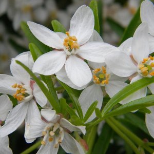 Choisya ‘Aztec Pearl’ - 40-50