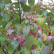 Clerodendrum trichotomum fargesii - 175-200