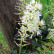 Clethra alnifolia ‘Hummingbird’ - 30-40