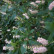 Clethra alnifolia ‘Rosea’ - 50-60