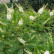 Clethra alnifolia - 40-50