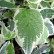 Cornus alba ‘Sibirica Variegata’ - 40-50