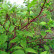 Cornus alba ‘Sibirica’ - 100-125
