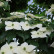 Cornus kousa ‘Weisse Fontaine’ - 80-100