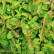 Cornus sericea ‘Kelseyi’ - 25-30