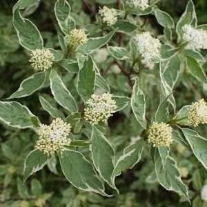 Cornus alba ‘Elegantissima’ - 100-125