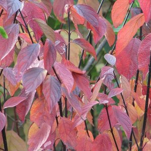 Cornus alba ‘Kesselringii’ - 100-125