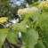 Cornus alternifolia - 100-125