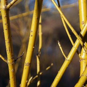 Cornus sericea ‘Flaviramea’ - 80-100
