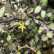 Corokia cotoneaster - 25-30