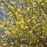 Corylopsis pauciflora - 30-40