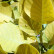 Cotinus coggygria Golden Spirit ® - 30-40