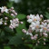 Deutzia purpurascens ‘Kalmiiflora‘ - 30-40
