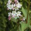 Deutzia gracilis - 25-30