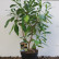 Edgeworthia chrysanta ‘Grandiflora‘ - 60-80