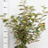 Elaeagnus ebbingei ‘Limelight’ - 50-60
