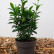 Euonymus japonicus ‘Green Spire’ - 10-15