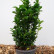 Euonymus japonicus ‘Green Spire’ - 20-25