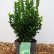 Euonymus japonicus ‘Green Spire’ - 30-40