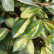 Elaeagnus pungens ‘Maculata’ - 25-30
