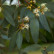 Eucalyptus gunnii - 50-60
