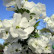Exochorda racemosa ‘Niagara’ - 40-50
