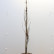 Fagus sylvatica ‘Rohan Obelisk’ - 150-175