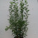 Forsythia intermedia ‘Lynwood’ - 60-80