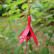 Fuchsia ‘Riccartonii’