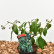 Hedera colchica ‘Fall Favourite‘ (= colchica ‘Arborescens‘) - 20-25