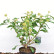 Hedera colchica ‘Fall Favourite’ (= colchica ‘Arborescens’) - 25-30