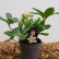 Helleborus niger ‘Happy Day‘ - Lfb.