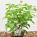 Hydrangea arborescens ‘Candybelle ® Marshmellow’ - 30-40