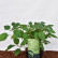 Hydrangea arborescens ‘Lime Ricky’ ® - 25-30