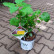 Hydrangea arborescens ‘Sweet Annabelle’ ® - 25-30
