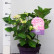 Hydrangea Forever & Ever Pink ® - 30-40