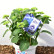 Hydrangea macrophylla ‘Diva Fiore’ – Blauw - 40-50