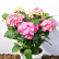 Hydrangea macrophylla ‘Diva Fiore’ – Roze - 40-50