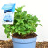 Hydrangea macr. Endl. Summer ® The Original – Blue - 30-40