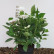 Hydrangea macrophylla in Sorten / Farben - 40-50