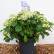 Hydrangea macrophylla in Sorten / Farben - 50-60